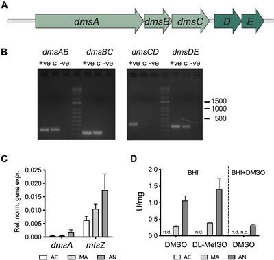 The DmsABC Sulfoxide Reductase Supports Virulence in Non-typeable Haemophilus influenzae